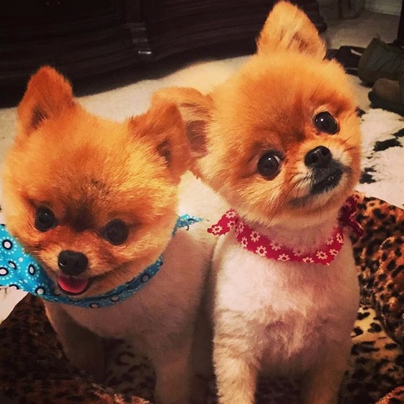 Meet The Posher - Picture 4 of 4